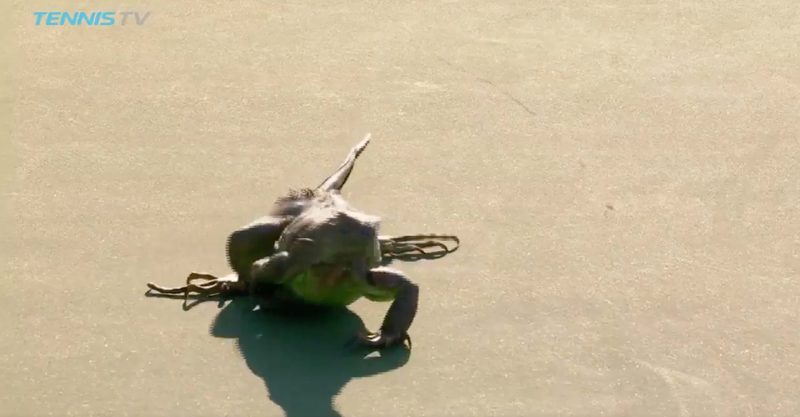 Illustration for article titled Extra-Cool Iguana Is Now The King Of This Tennis Court